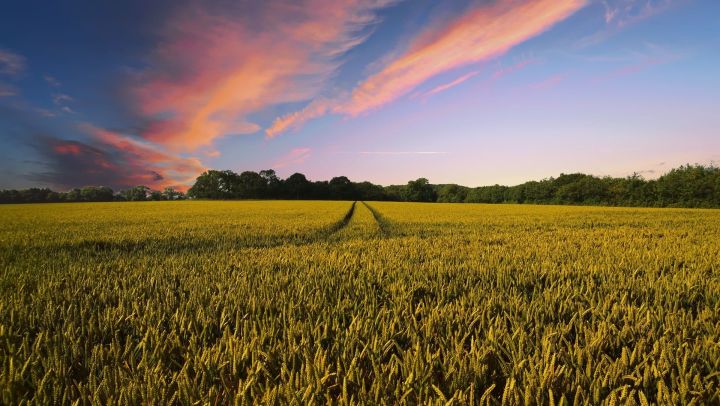 Болезни озимых зерновых культур могут привести к потере более трети урожая – Россельхозцентр Татарстана&nbsp;