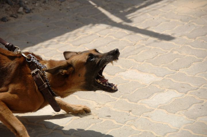 Бастрыкин поручил доложить о расследовании нападения бродячей собаки на детей в Татарстане