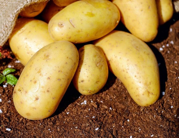 Советы специалиста  «Второй хлеб» : как правильно хранить картофель?