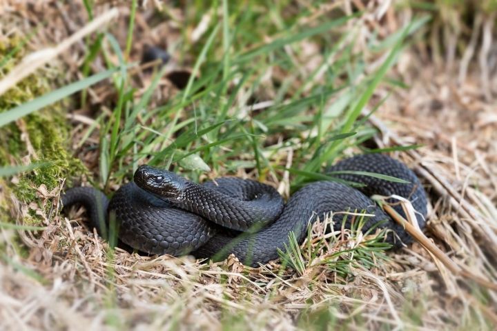 Атака змей: как уберечь себя от укуса