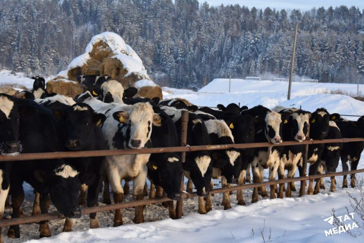 Марат Зяббаров объяснил, почему снизилось поголовье крупного рогатого скота у фермеров