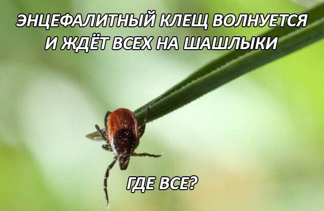 Санитарные врачи о том, как обезопасить себя от укусов клещей