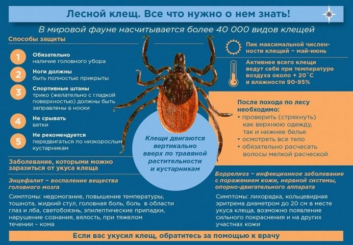 О ситуации по инфекциям, передающимся с укусами клещей в Республике Татарстан