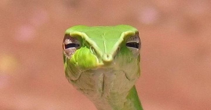 В Татарстане змеи проснулись раньше времени