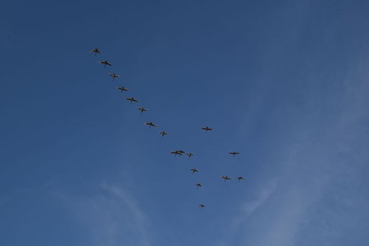 В Татарстан летят перелетные птицы