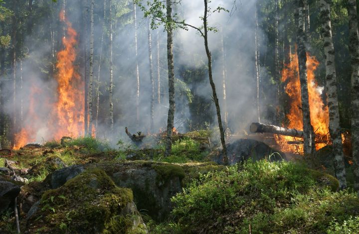 В РТ было объявлено штормовое предупреждение из-за большой пожарной опасности лесов