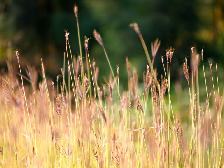 Как бороться с сорняками на посевах яровых зерновых культур – рассказал Россельхозцентр РТ