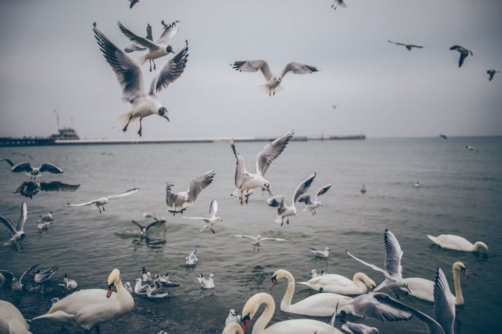 Угроза возникновения гриппа птиц - актуальная тема в Татарстане