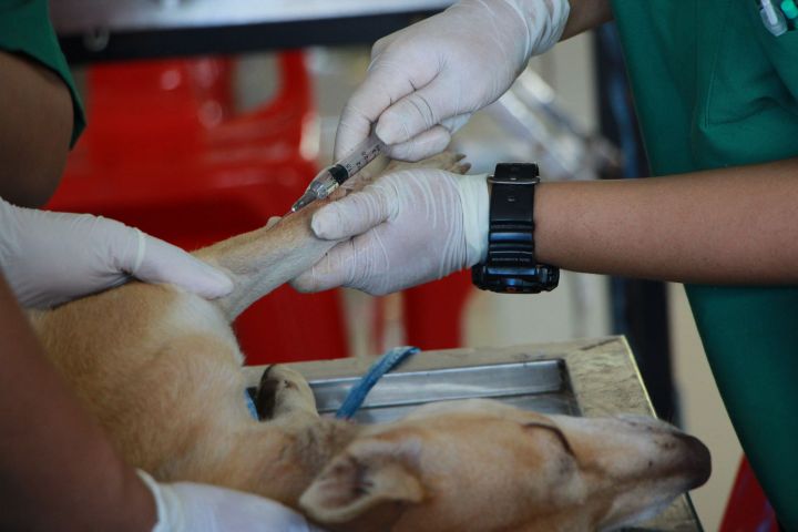 В республике ветеринарные клиники не ощутили дефицита вакцин для животных