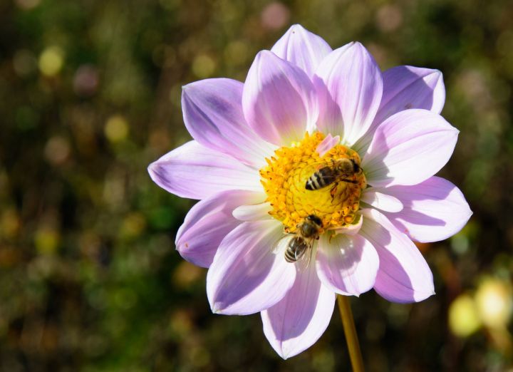 В республике ввели ограничение на завоз пчел с юга из-за угрозы нового заболевания