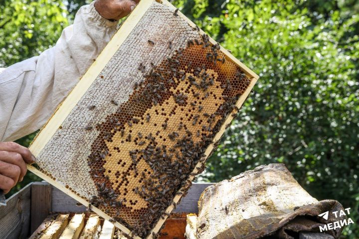 В Татарстане ограничили завоз пчел с юга из-за угрозы нового заболевания