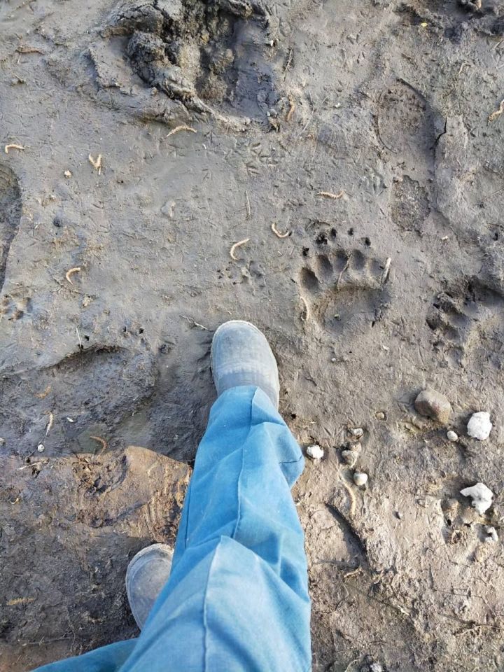 В Татарстане Лаишевского района жители обнаружили следы медведя