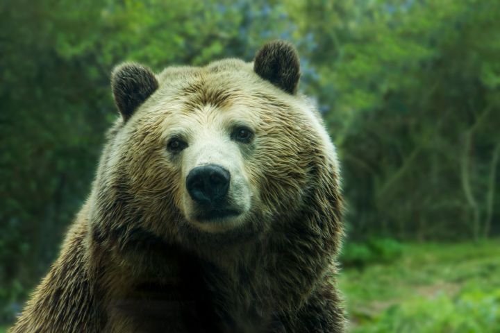 Как себя вести, если вдруг вам встретился медведь в Татарстане