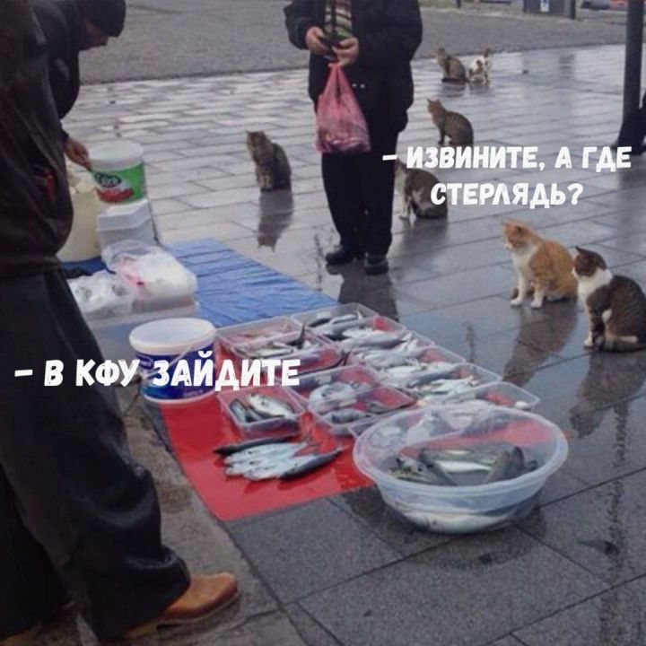 Ученые КФУ вырастили в пробирке мясо стерляди