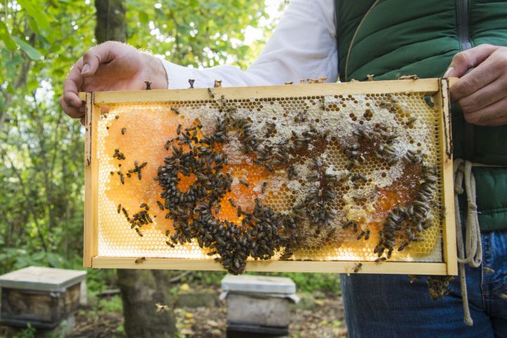 В Татарстане пасечник отсудил убытки за гибель пчел у одной из агрофирм