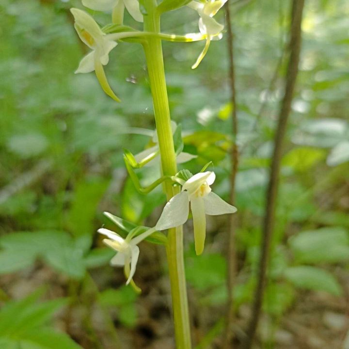 Ученые КФУ обнаружили новый вид орхидеи, который искали десятки лет