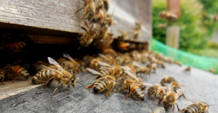 Татарстанские пчеловоды сообщили о массовой гибели пчел