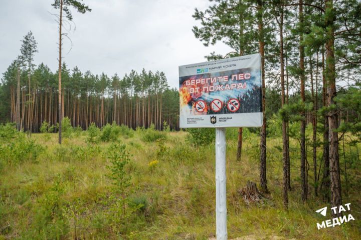 Отсутствие пожаров и борьба с нарушителями: Татарстан возглавил «лесной» рейтинг регионов