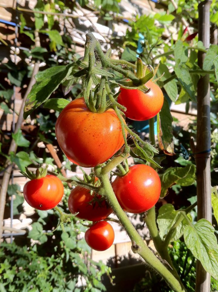Хитрости выращивания томатов
