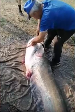 В Пестречинском районе заядлый рыбак с сыном поймали сома весом 75 кг