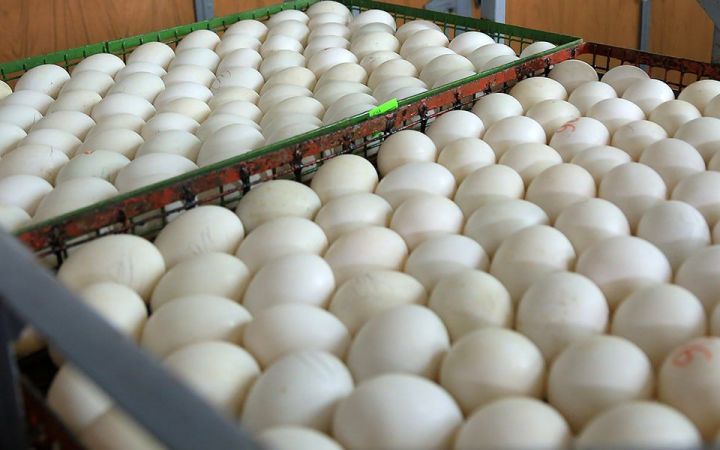 В Татарстане сняли с реализации более трехсот тысяч яиц из-за птичьего гриппа в Башкортостане