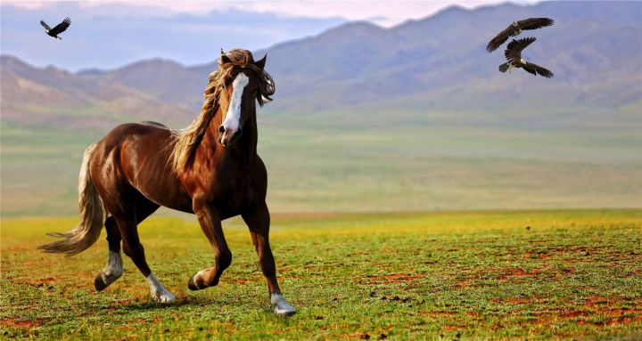 Сегодня в республике Алтай состоялся 1 конный забег на лошадях татарской породы