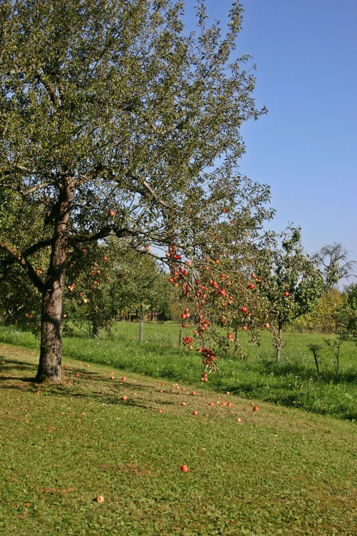 Осень — пора заняться обрезкой плодовых деревьев в саду