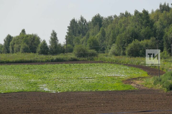 В 2024 году в Казани завершат рекультивацию иловых полей и реконструкцию БОС