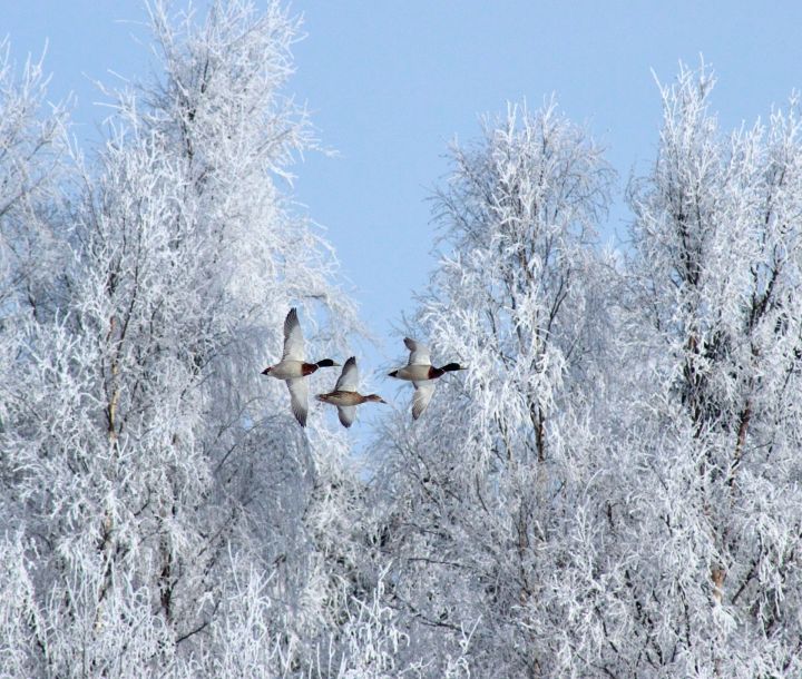 Примета: Много снега сегодня — год будет плодородным