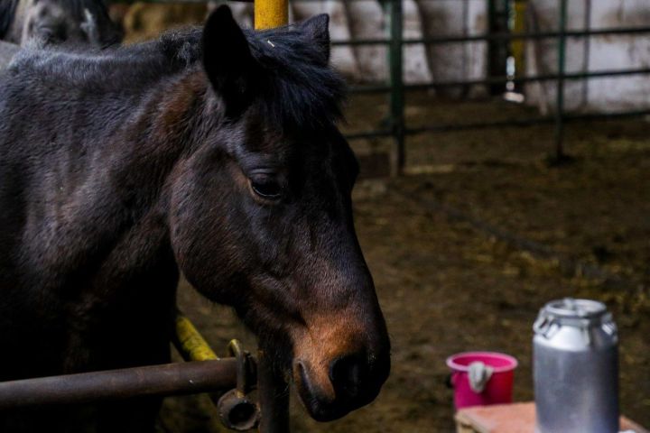 В Ютазинском районе планируется восстановление санатория с кумысолечением