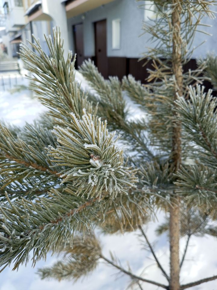 12 февраля в Уруссу температура воздуха опустится до -14 градусов