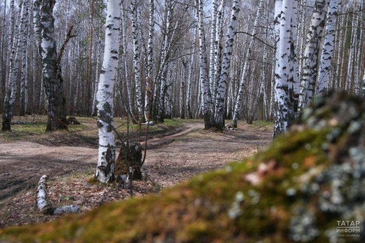 В этом году пожароопасный сезон в Татарстане начнется 15 апреля