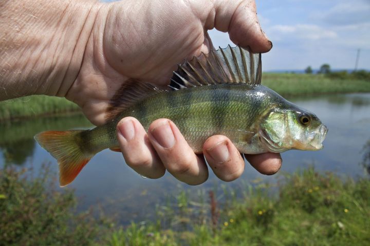 Ограничение вылова рыбы в Ютазинском районе: сохранение популяции и поддержание биоразнообразия