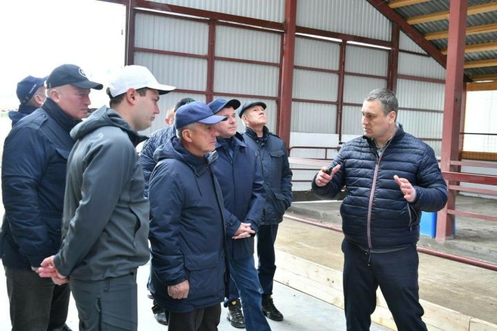 Рустам Минниханов в Чистопольском районе посетил новый животноводческий комплекс