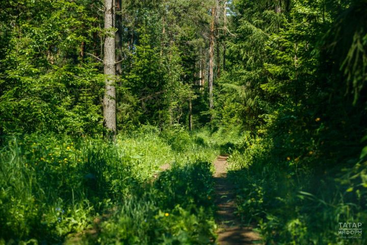 Леса Татарстана закрыты: жара и опасность пожаров