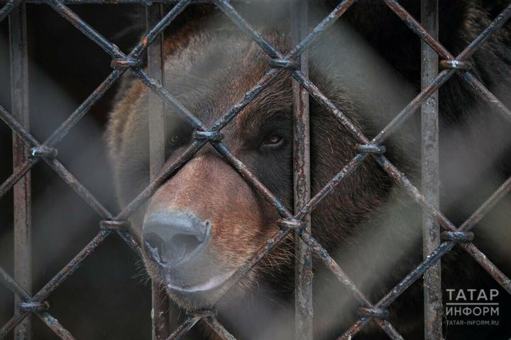 Медведь гуляет по лесу: жителей Менделевского района просят быть осторожными