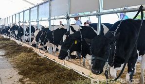 Татарстанның Әтнә районында 5,1 млрд сумлык терлекчелек комплекслары төзеләчәк