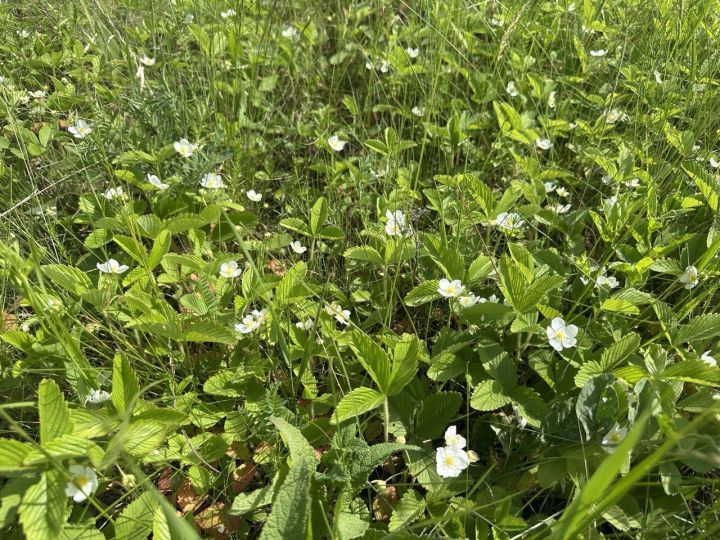 Любители собирать ягоды, будьте на старте!