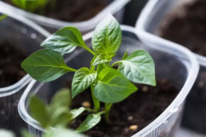 Когда и как правильно высаживать перец в мае 2025 года