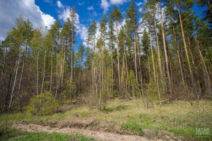 В лесах Татарстана объявлено штормовое предупреждение
