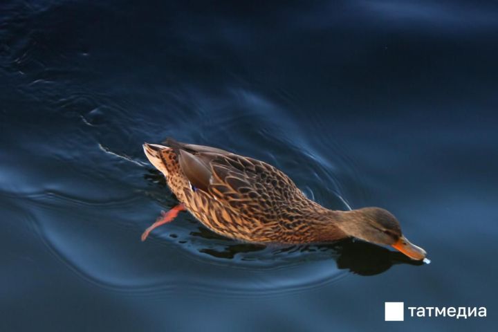 В Татарстане начался сезон охоты на водоплавающую дичь