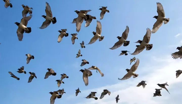 Молчание – это сад, где зреют мысли