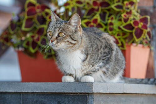 Ветеринар назвала признаки отравления кошек комнатными растениями