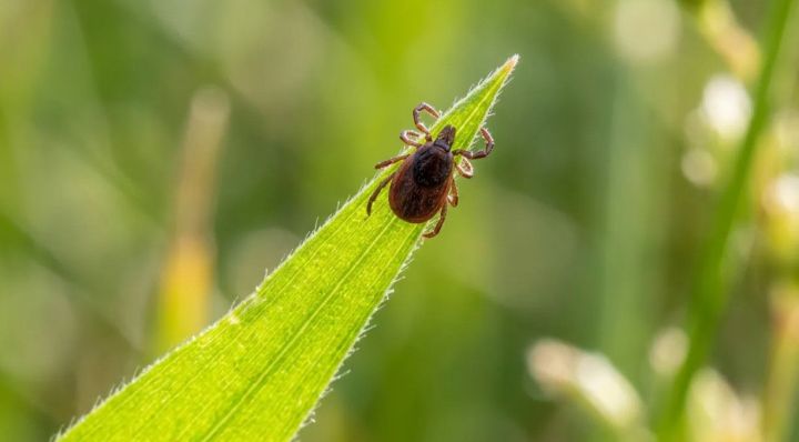 Клещи проснулись!