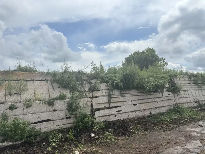 В Ютазинском районе уничтожили очаги конопли, а главам поселений вынесли предостережения
